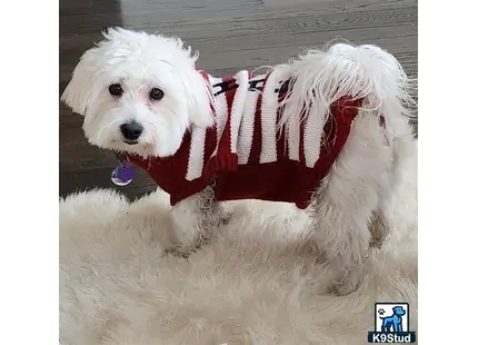 a coton de tulear dog wearing a sweater